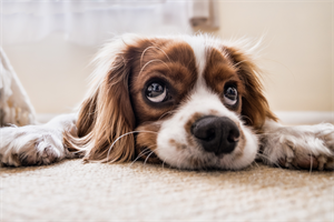 Hund - Bild von Fran__ / Pixabay